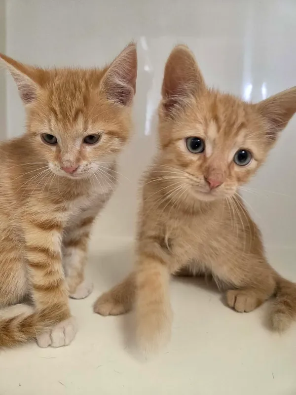Kot do adopcji, Orzechowce, 20 lipca 2026 (2/2)