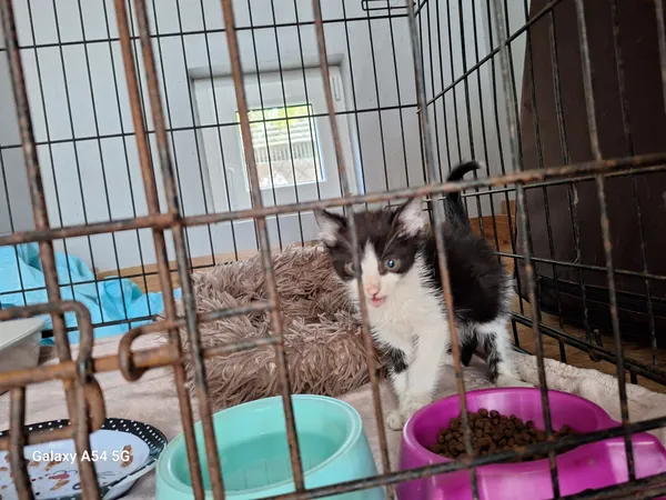 Kot do adopcji, Orzechowce, 19 lipca 2026 (1/3)