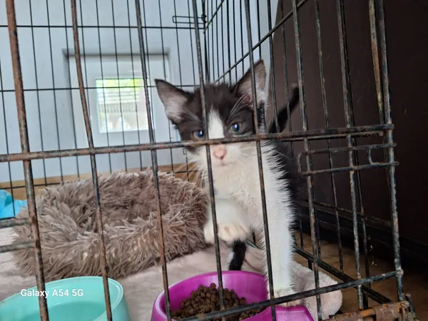 Kot do adopcji, Orzechowce, 19 lipca 2026 (2/3)