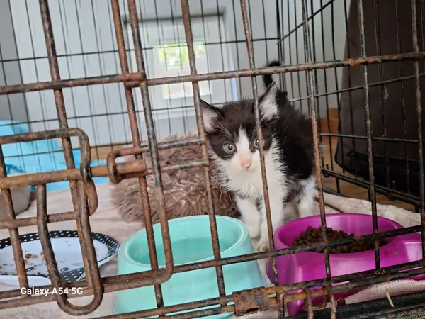 Kot do adopcji, Orzechowce, 19 lipca 2026 (3/3)