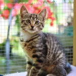 Kot do adopcji