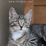 Kot do adopcji