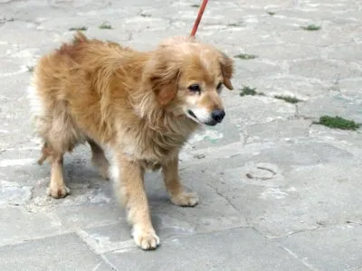 Pies do adopcji, Pabianice, 22 lipca 2026