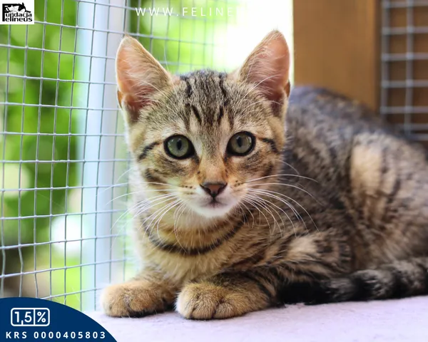 Kot do adopcji, Rzeszów, 24 lipca 2026 (2/4)