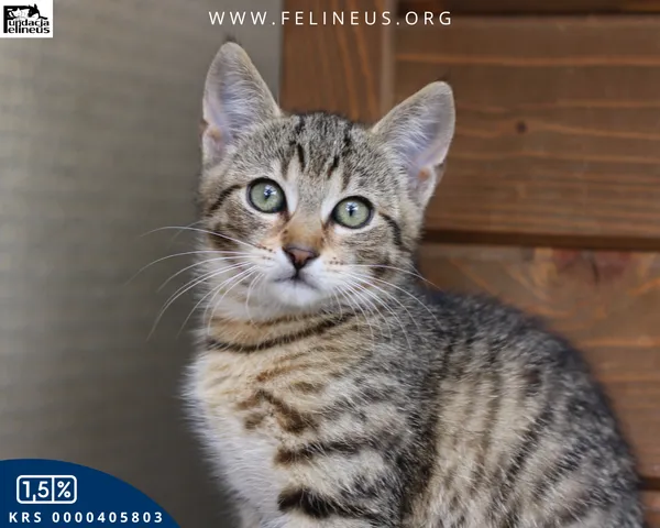 Kot do adopcji, Rzeszów, 24 lipca 2026 (4/4)