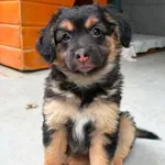 Pies do adopcji
