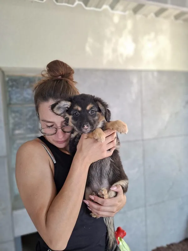 Pies do adopcji, Radom, 23 lipca 2026 (4/4)