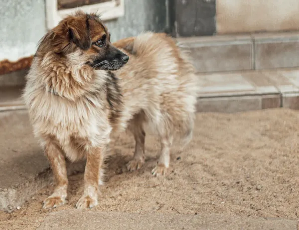 Pies do adopcji, Milanówek, 24 lipca 2026 (5/5)