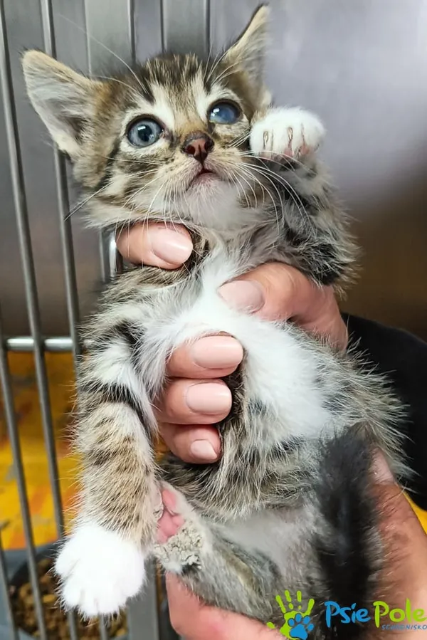 Kot do adopcji, Racławice, 22 lipca 2026 (1/2)