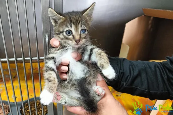 Kot do adopcji, Racławice, 22 lipca 2026 (2/2)
