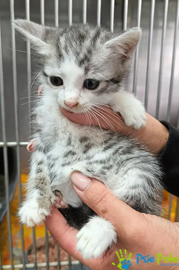 Kot do adopcji, Racławice, 22 lipca 2026 (1/2)