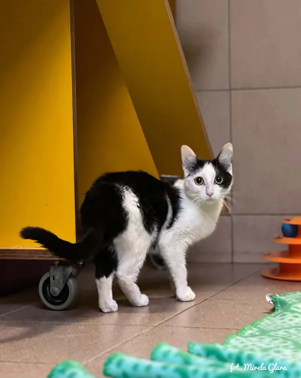 Kot do adopcji, Bydgoszcz, 24 lipca 2026 (1/2)