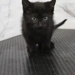 Kot do adopcji