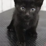 Kot do adopcji