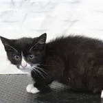 Kot do adopcji