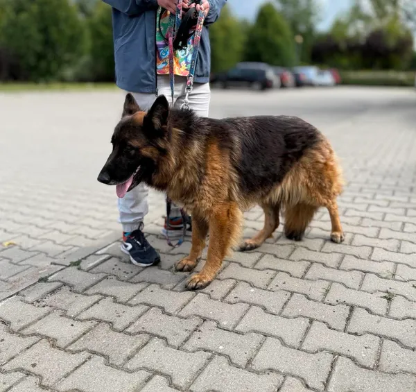 Znaleziono psa, Lublin, 24 lipca 2026