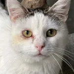Kot do adopcji