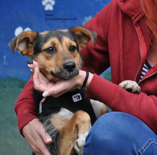 Pies do adopcji, Nowy Dwór Mazowiecki, 24 lipca 2026 (1/5)
