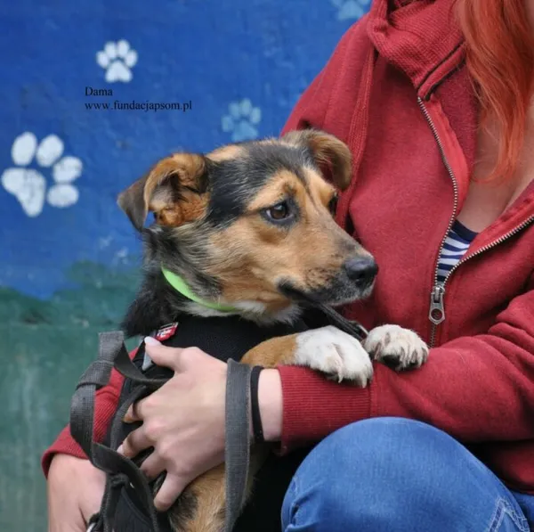 Pies do adopcji, Nowy Dwór Mazowiecki, 24 lipca 2026 (3/5)