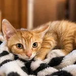 Kot do adopcji