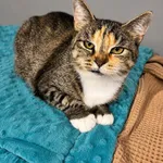 Kot do adopcji