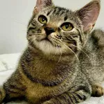 Kot do adopcji