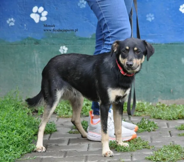 Pies do adopcji, Nowy Dwór Mazowiecki, 24 lipca 2026 (4/5)