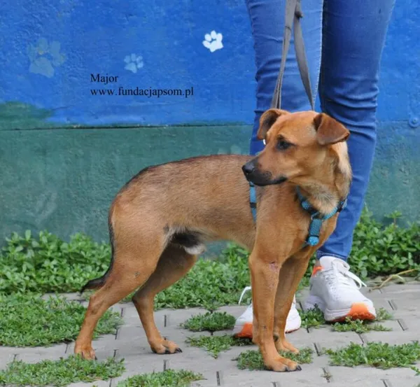 Pies do adopcji, Nowy Dwór Mazowiecki, 24 lipca 2026 (4/5)