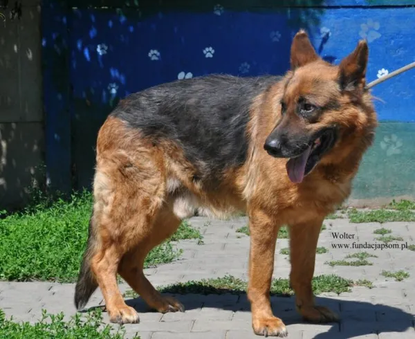 Pies do adopcji, Nowy Dwór Mazowiecki, 15 lipca 2026 (3/5)