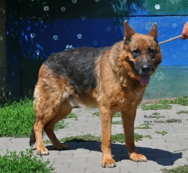 Pies do adopcji, Nowy Dwór Mazowiecki, 15 lipca 2026 (4/5)