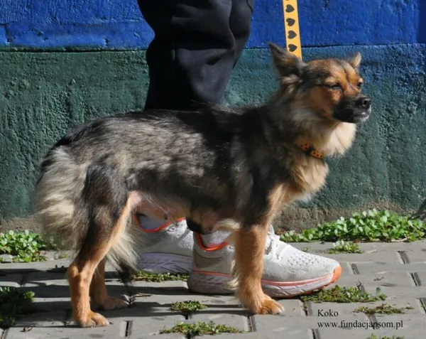 Pies do adopcji, Nowy Dwór Mazowiecki, 8 lipca 2026 (5/5)