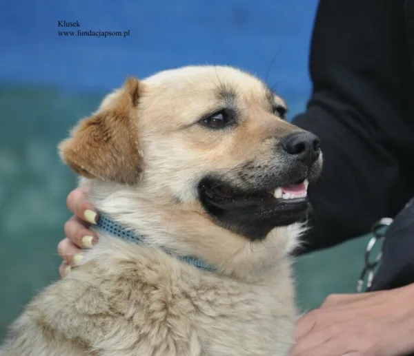 Pies do adopcji, Nowy Dwór Mazowiecki, 10 lipca 2026 (1/5)