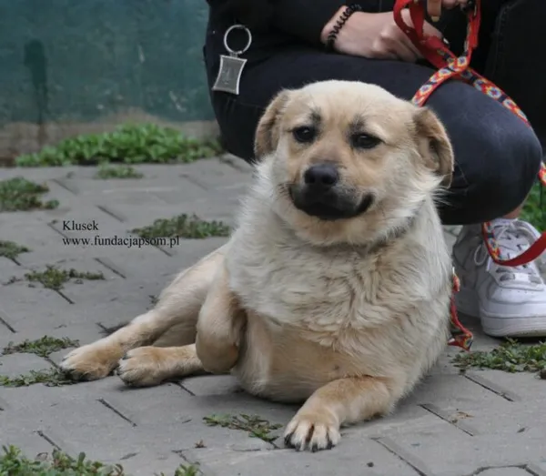 Pies do adopcji, Nowy Dwór Mazowiecki, 10 lipca 2026 (4/5)