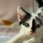 Kot do adopcji