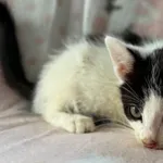 Kot do adopcji