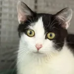 Kot do adopcji
