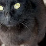 Kot do adopcji