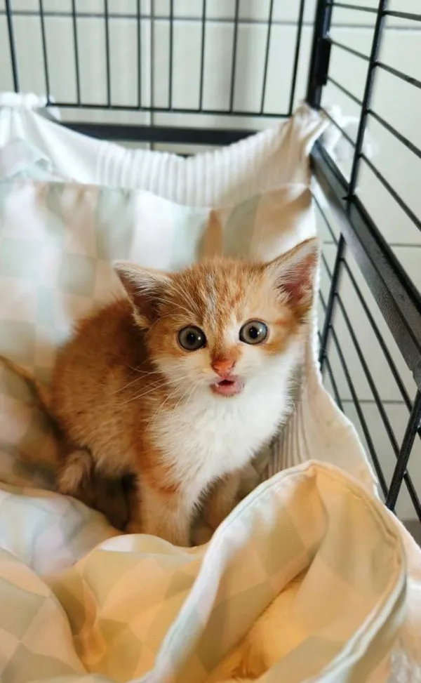 Kot do adopcji, Wrocław, 25 lipca 2026