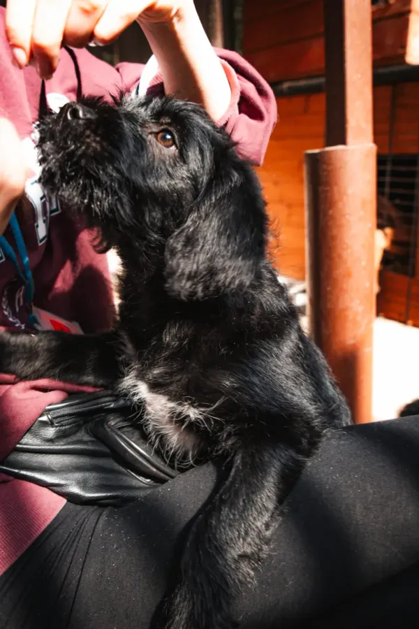Pies do adopcji, Milanówek, 26 lipca 2026 (4/5)