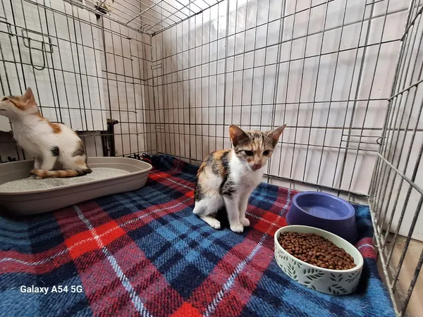 Kot do adopcji, Orzechowce, 28 lipca 2026 (1/5)