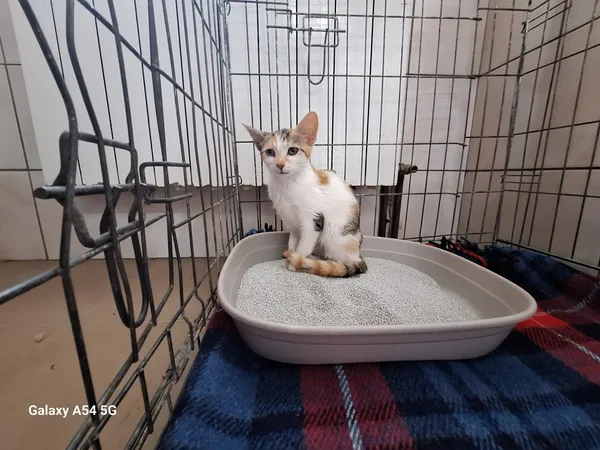Kot do adopcji, Orzechowce, 28 lipca 2026 (2/5)