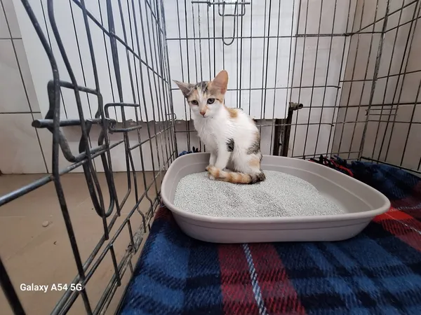 Kot do adopcji, Orzechowce, 28 lipca 2026 (3/5)
