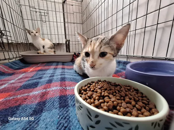 Kot do adopcji, Orzechowce, 28 lipca 2026 (4/5)