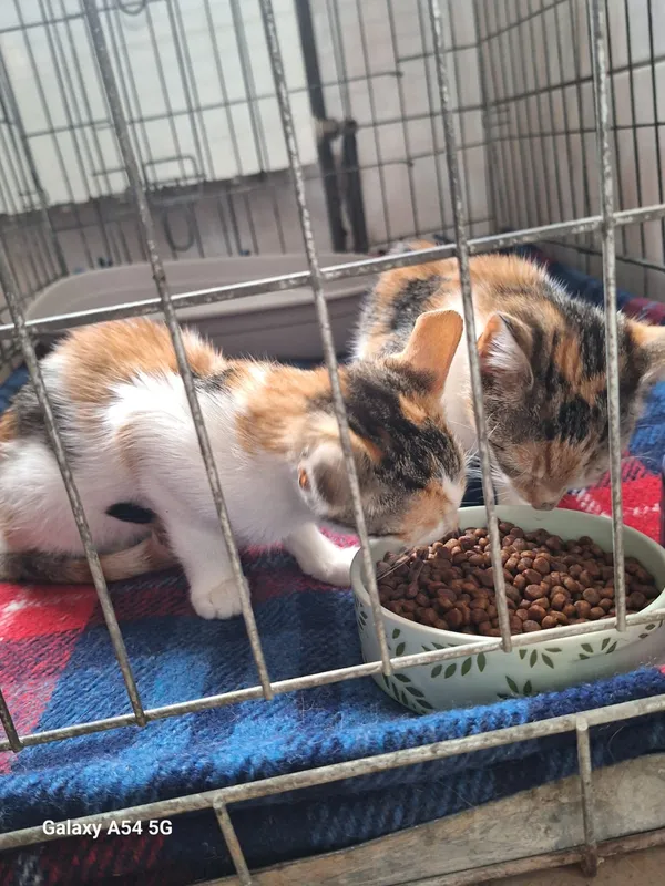 Kot do adopcji, Orzechowce, 28 lipca 2026 (5/5)
