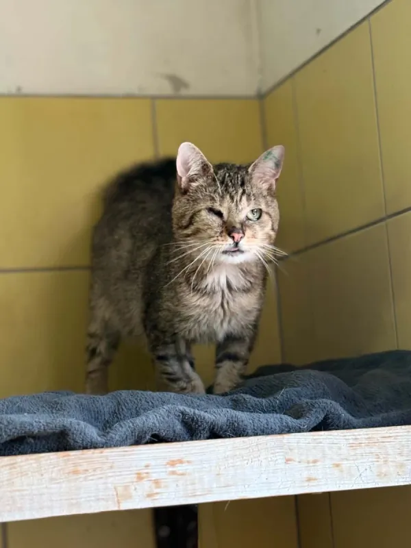 Kot do adopcji, Wrocław, 5 lutego 2026