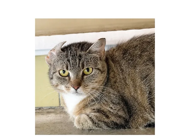 Kot do adopcji, Wrocław, 13 lipca 2026