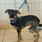 Pies do adopcji