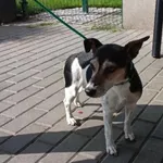 Znaleziono psa