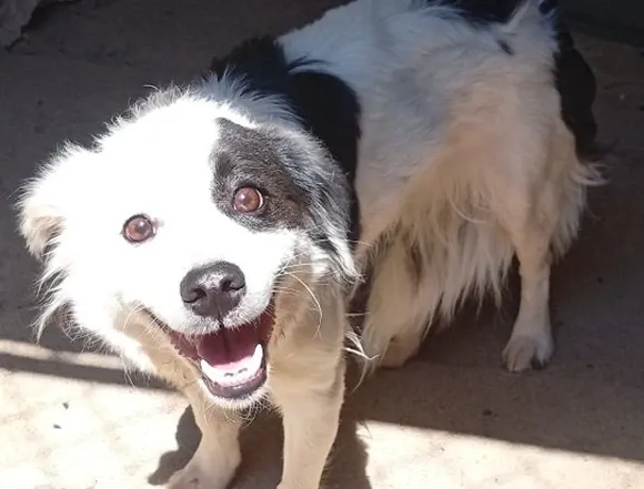 Pies do adopcji, Milanówek, 29 lipca 2026