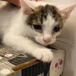 Kot do adopcji